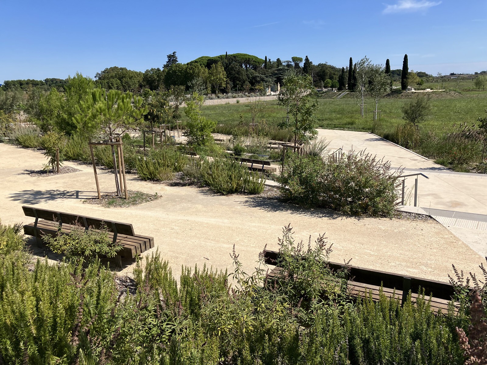 AJOA_WEB_MONTPELLIER_GUILHEM VIII_1