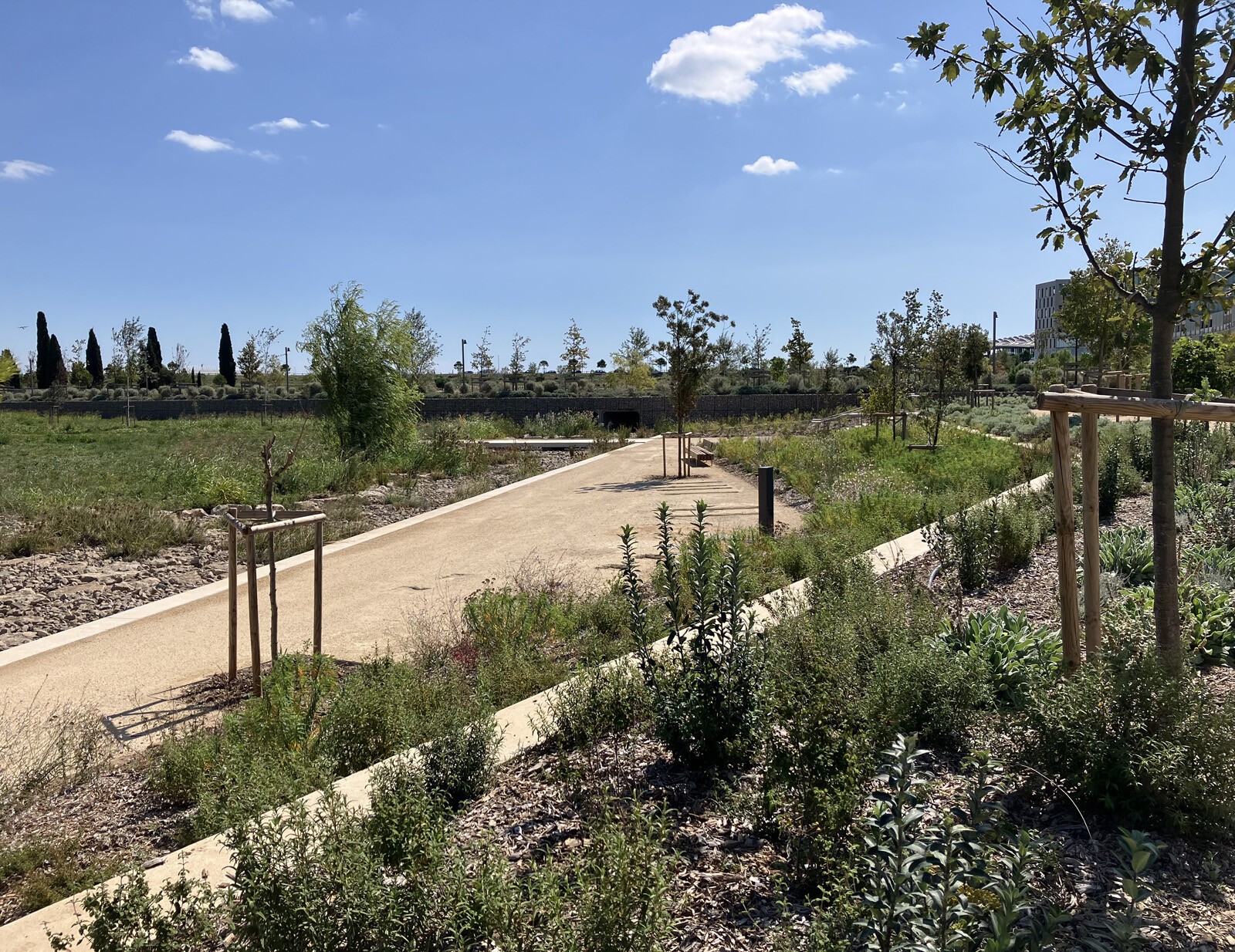 AJOA_WEB_MONTPELLIER_GUILHEM VIII_2