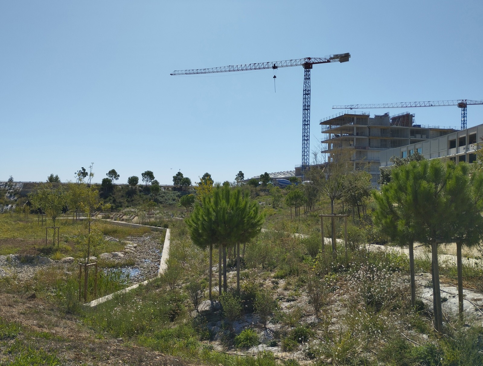 AJOA_WEB_MONTPELLIER_GUILHEM VIII_6